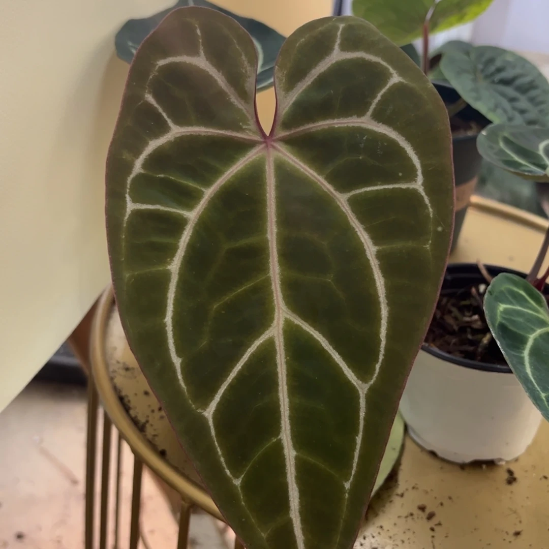 完全开放红水晶杂