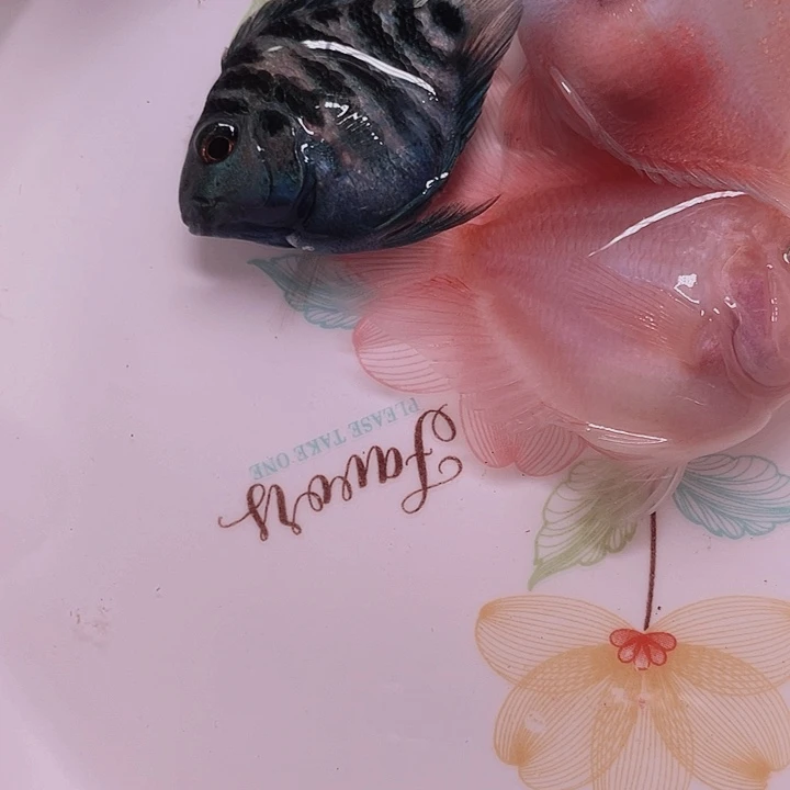 鹦鹉鱼迷你鹦鹉混搭3条