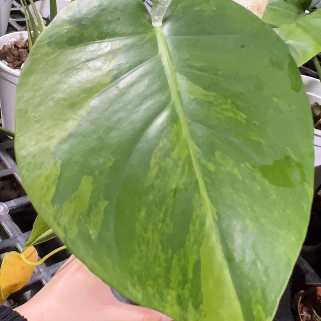 完全开放盲盒暗锦