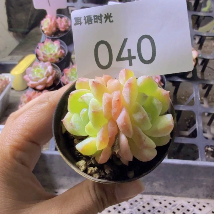 满***滚040.qqwwwwwwwwqq