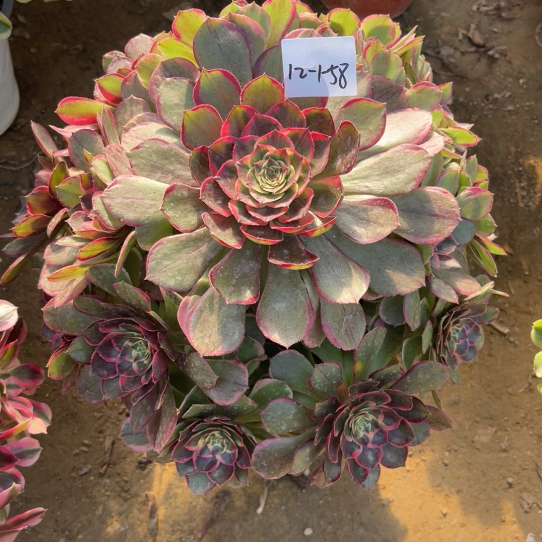 12-1-58粉花妖法师锦