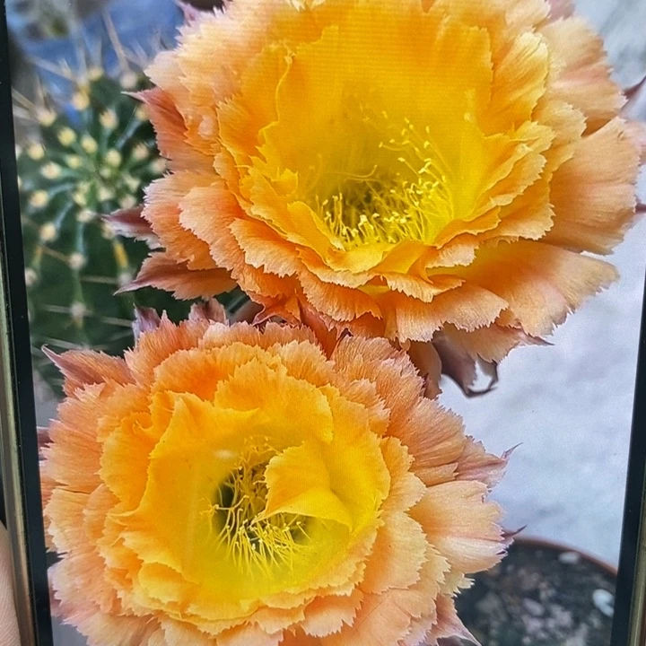 彩草橙黄羽毛6.5公分左右木质化