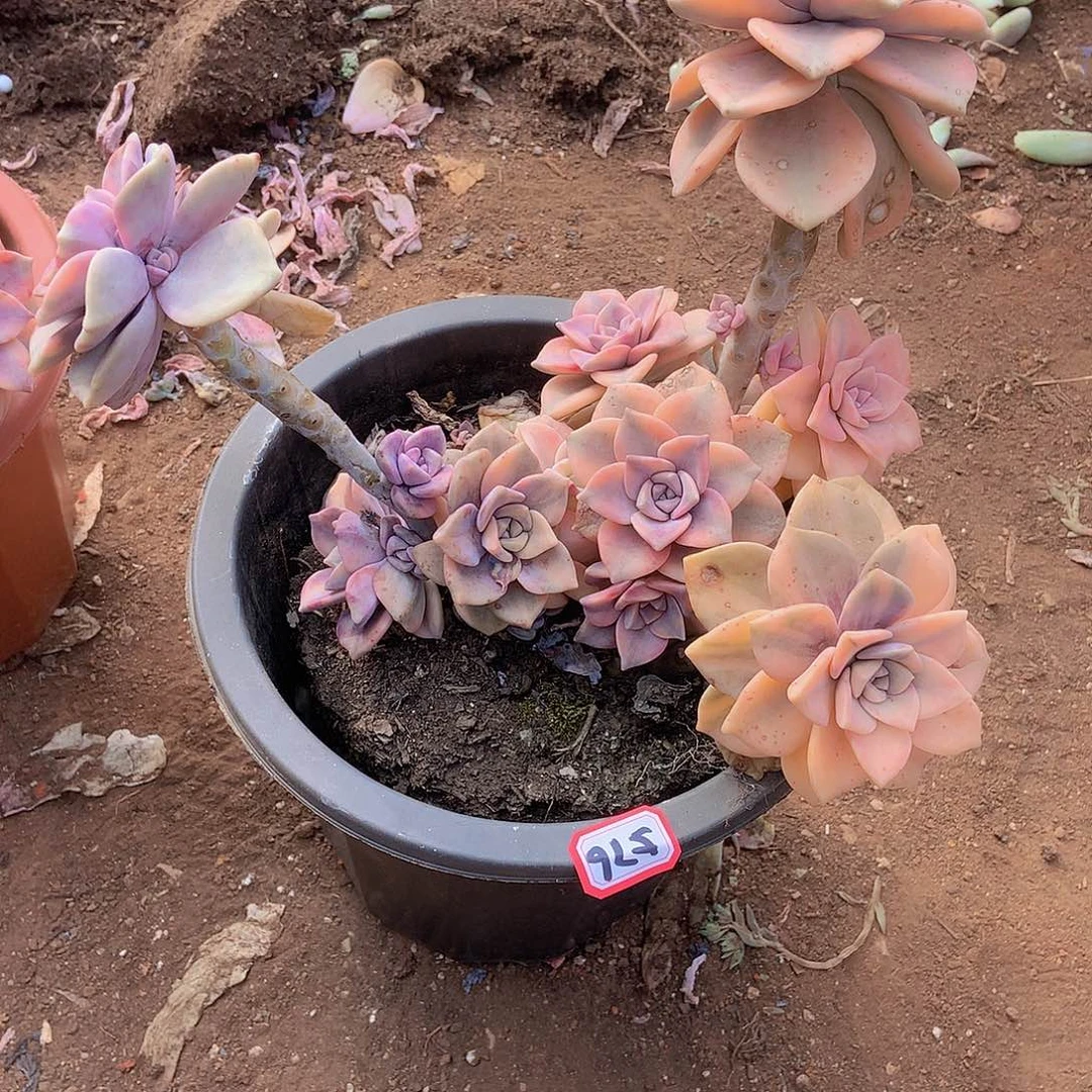 简*?九号一物一拍多肉576紫乐锦