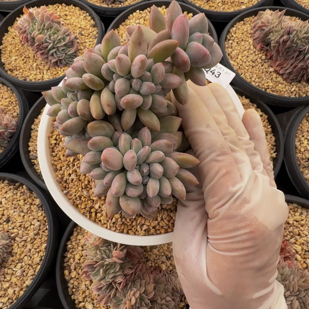 q q q q q q q q q 43