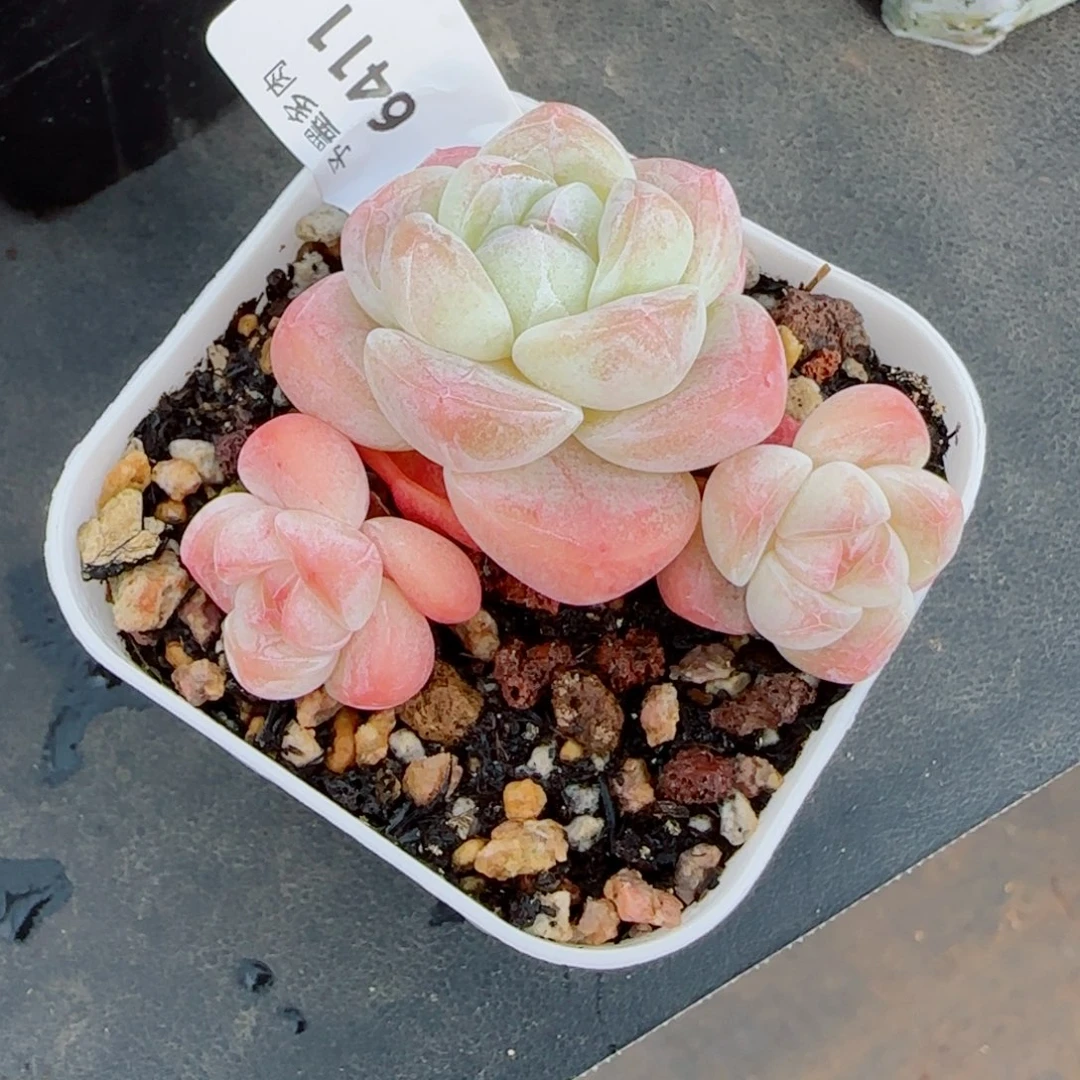 糖心冰玉，6411多肉植物