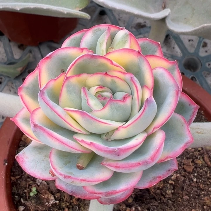 晨露锦一物一拍锦龙