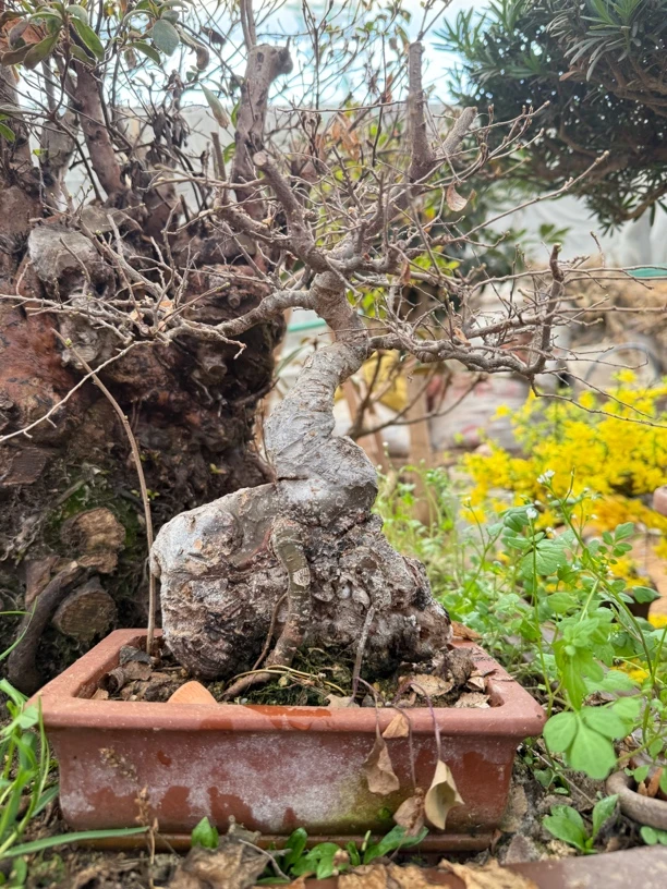 榆树带盆直播间一物一拍盆景盆景树老桩