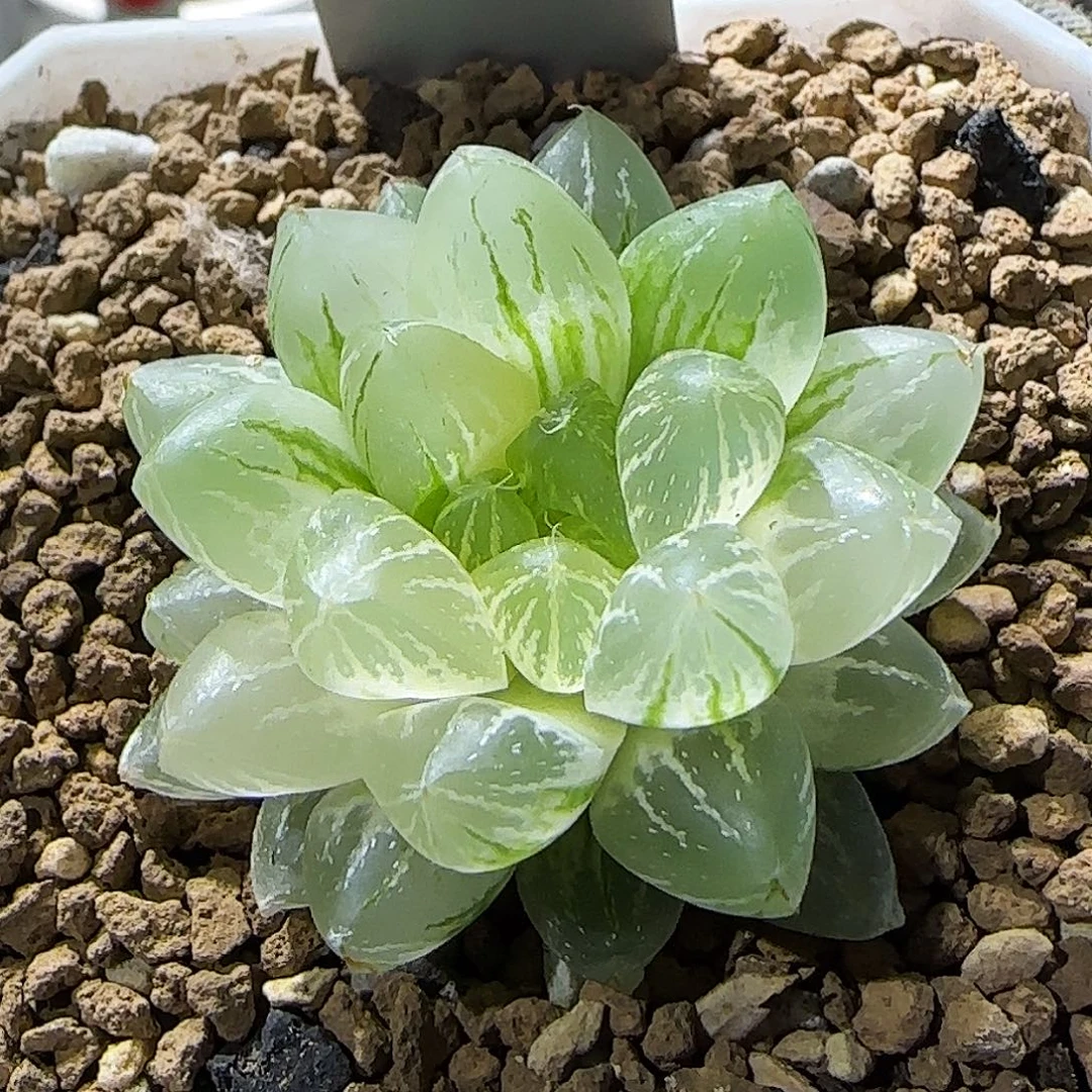 441号雪花玉露锦 4.3 厘米左右一物一拍带盆发货