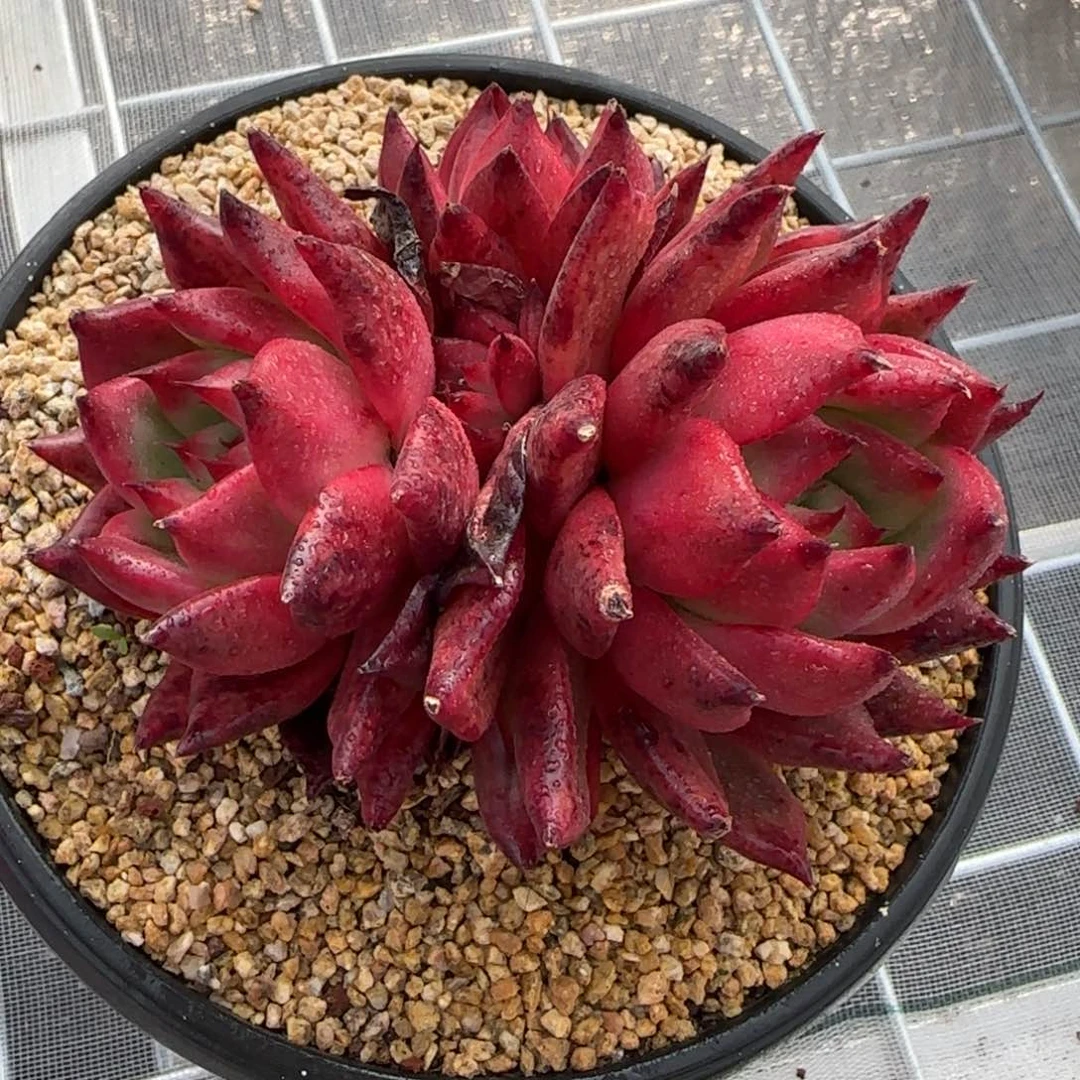 从前慢花园精选多肉群生粉钻