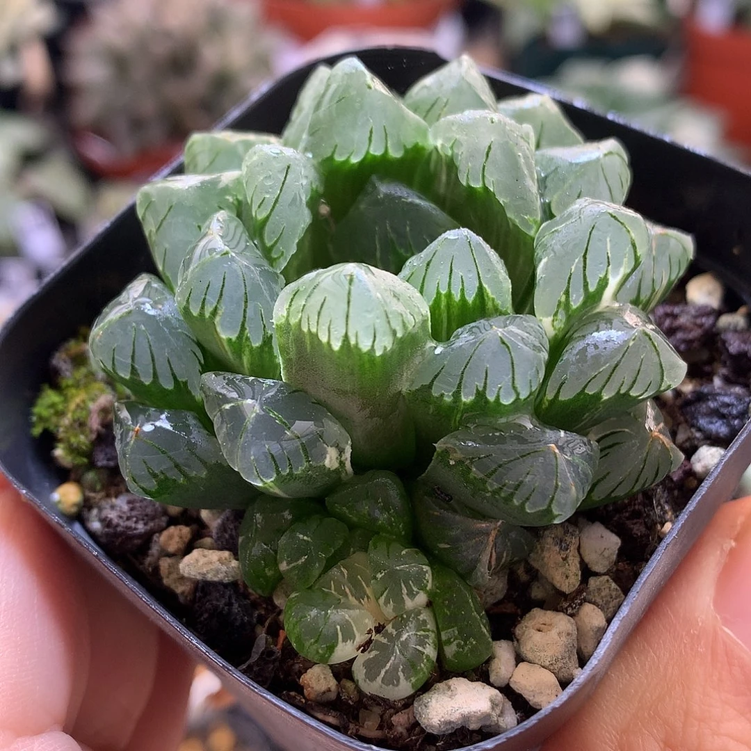 广开玉露锦带盆土发货tye