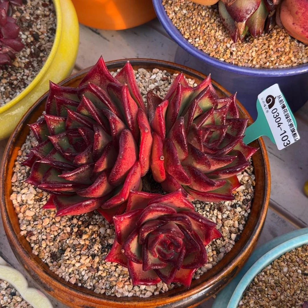 多肉一物一拍0304-103