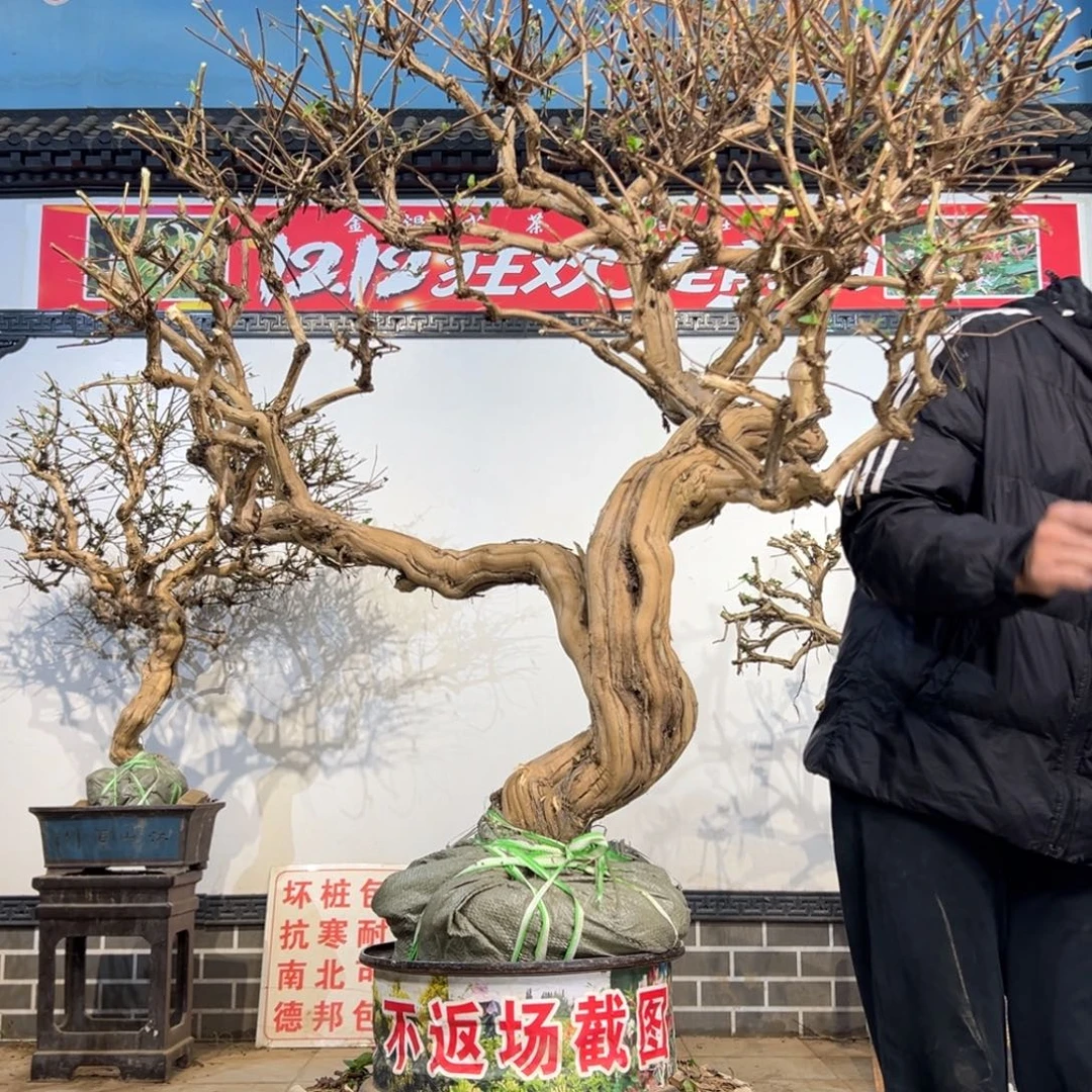 无花朵金银花开花2588558698