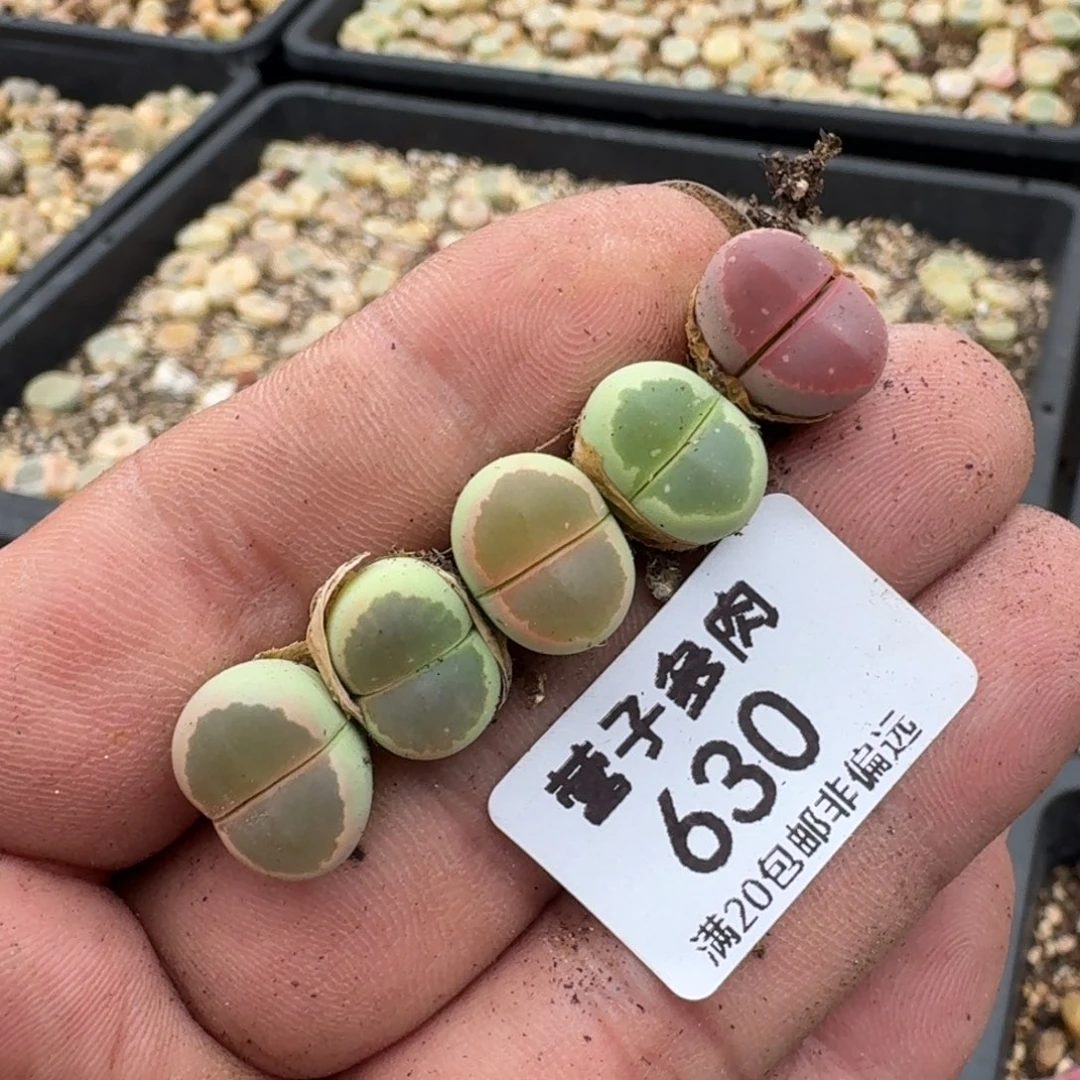 琳*橄榄。