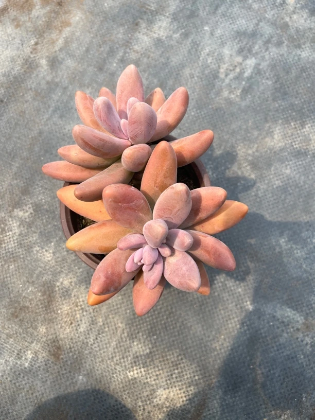 红手指多肉植物盆栽好养花卉适合阳台办公室