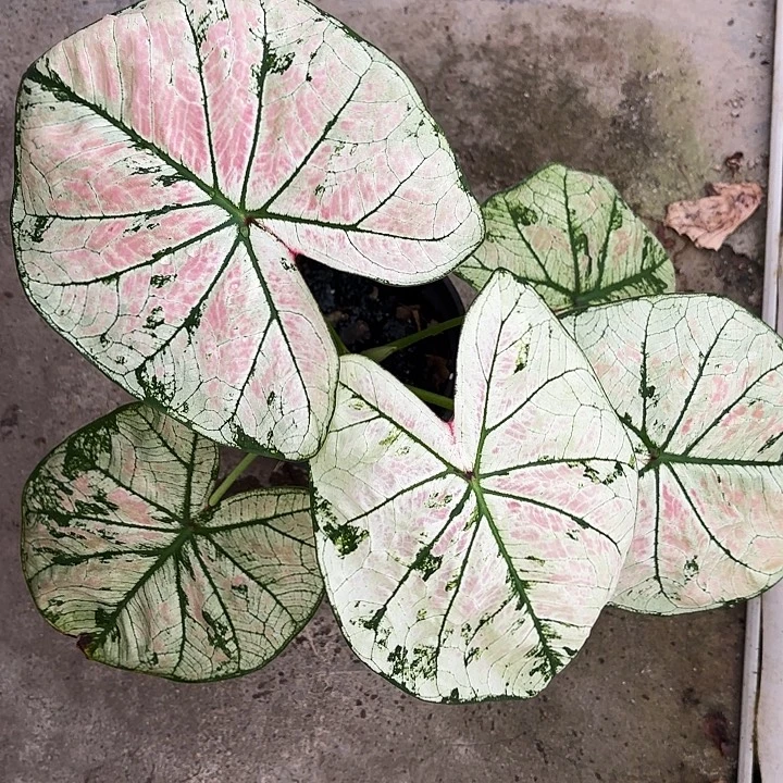 86-1203彩叶芋广东现货