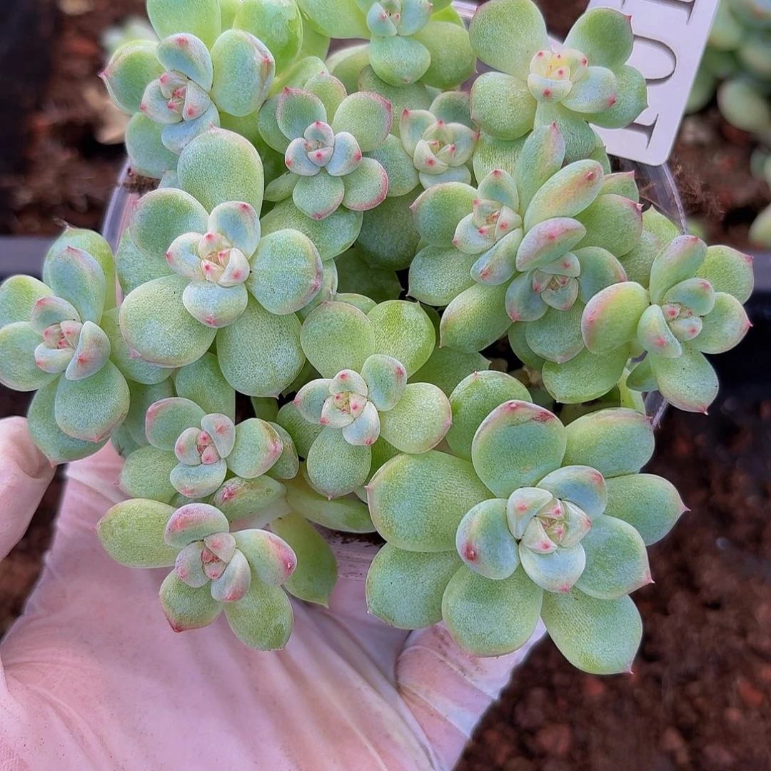 多肉植物多肉植物1012