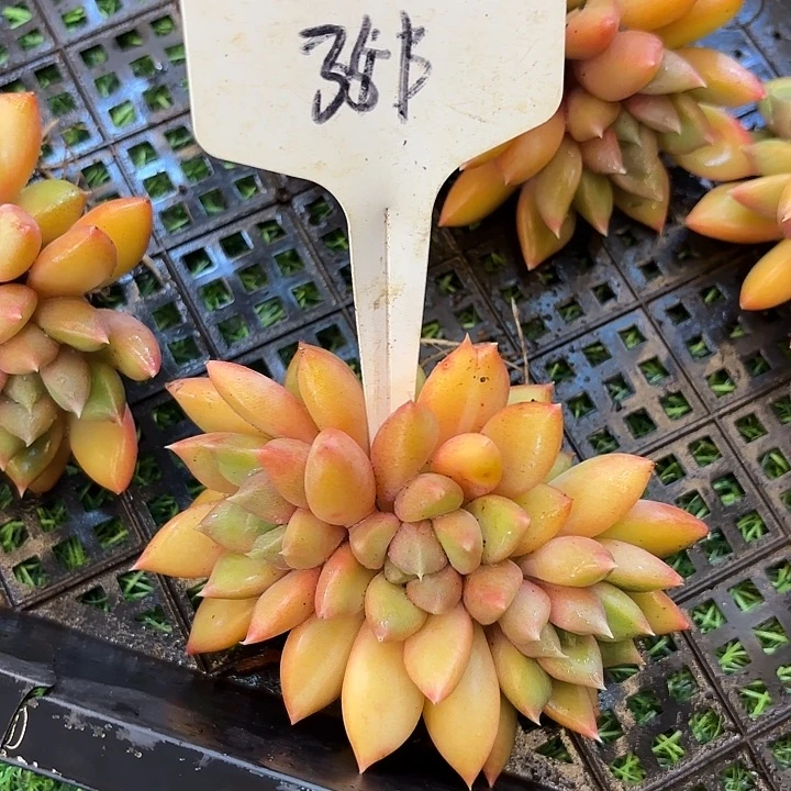 用***6云南精品多肉一物一拍