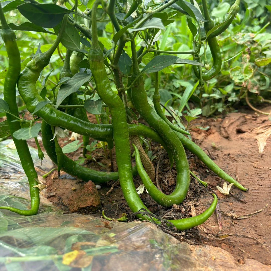 新鲜现摘现发薄皮红绿线椒口感香脆微辣中辣