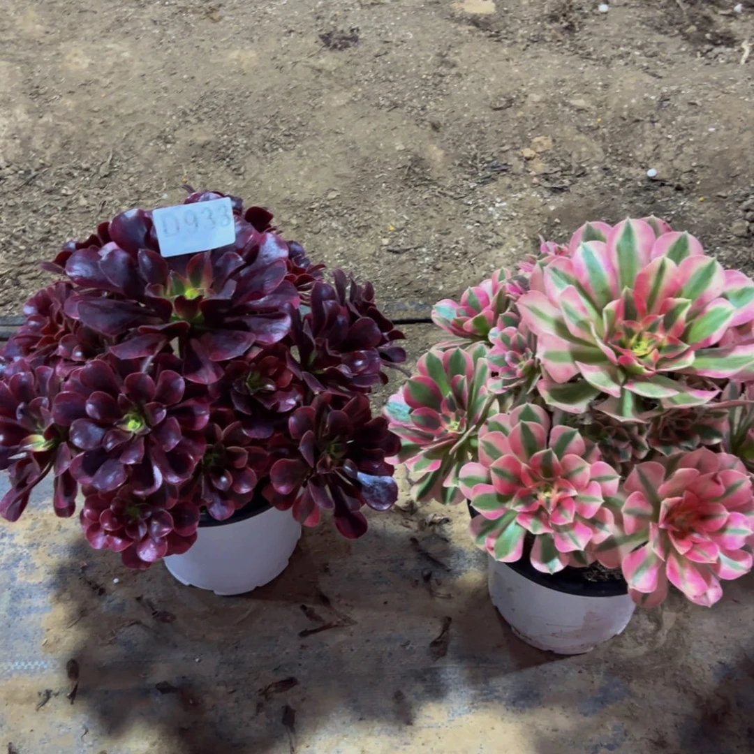 累***՞无花朵粉女巫美杜莎933