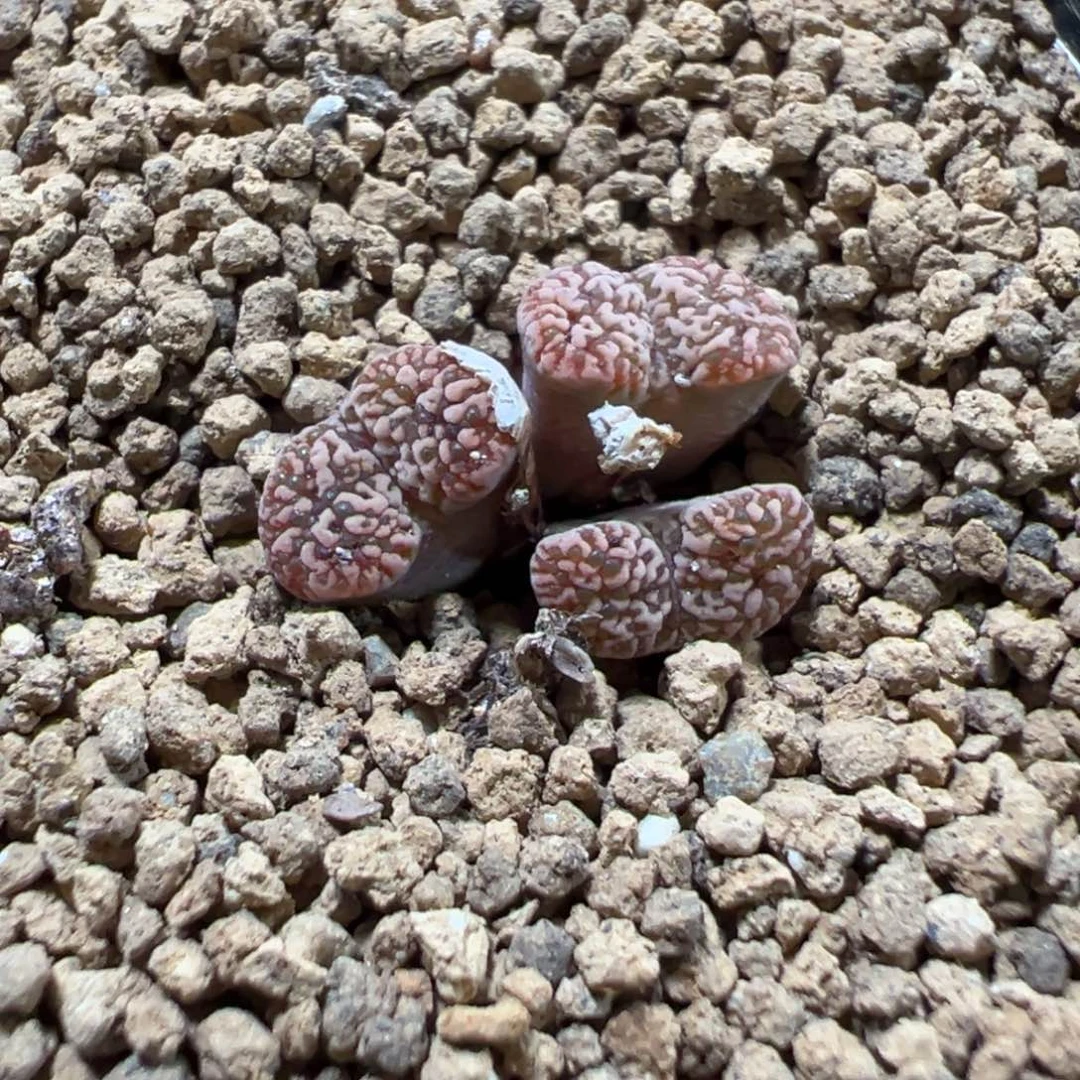 11-104肉锥多肉植物