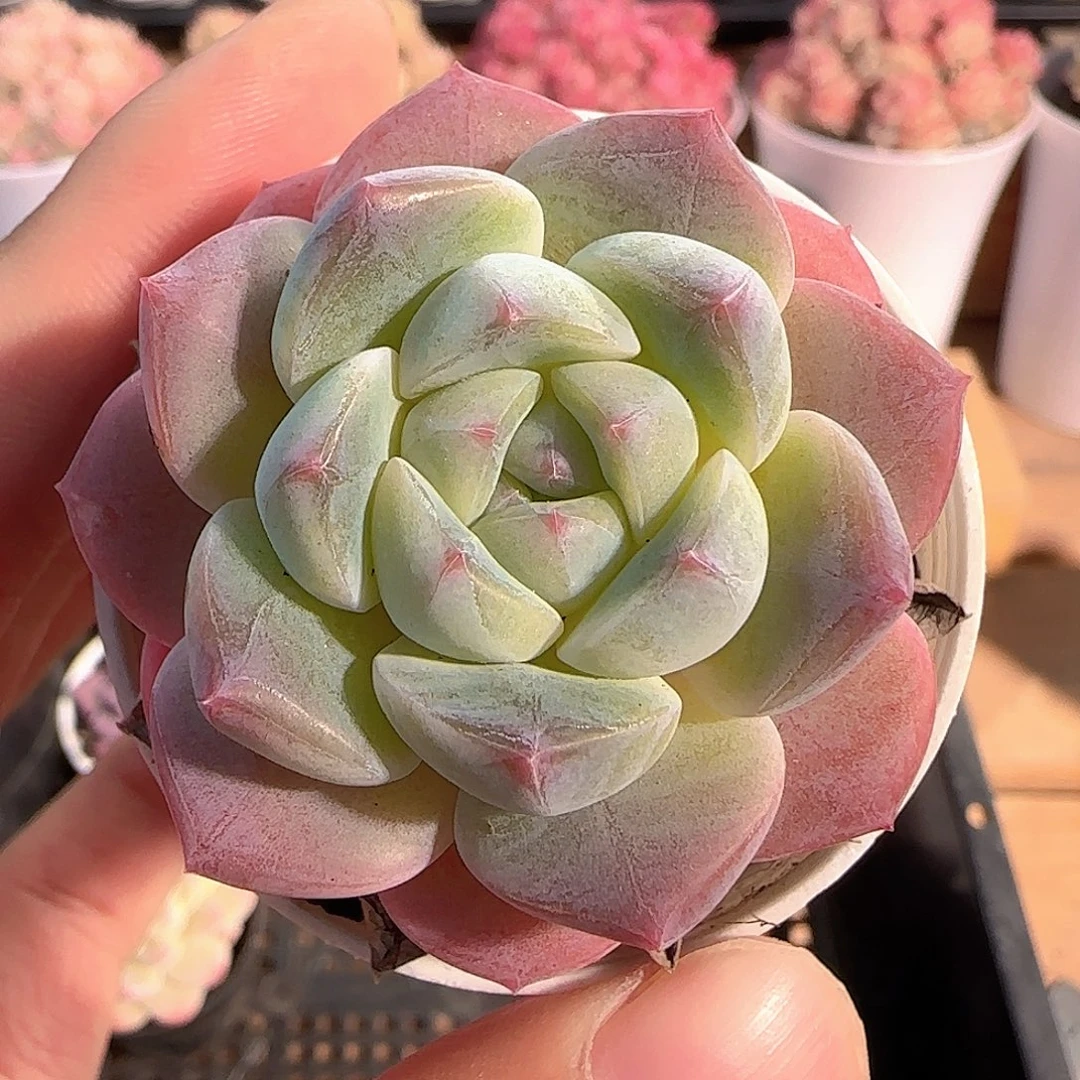 多肉1214-137冰娃娃