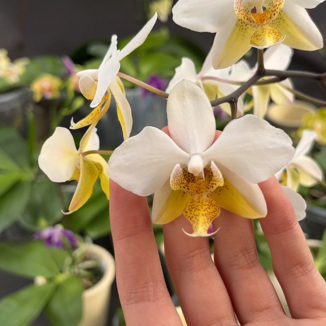 完全开放2.5寸1189开花株