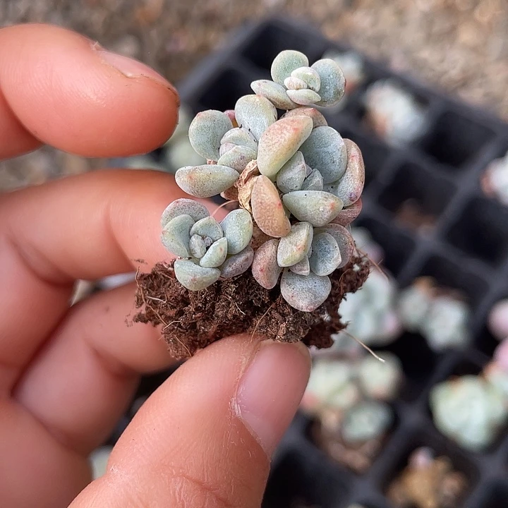 一我一拍冰玉5头满18