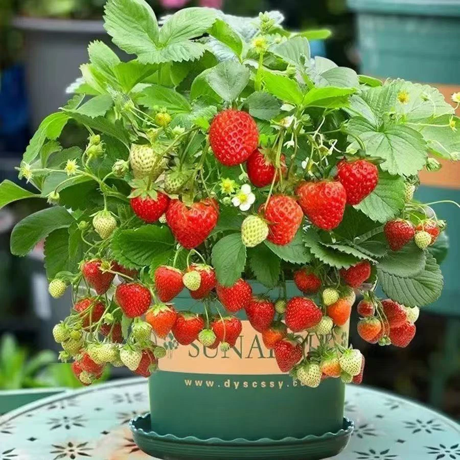 【带盆带土发货】草莓苗室内阳台屋顶大果红颜奶油四季草莓南北方