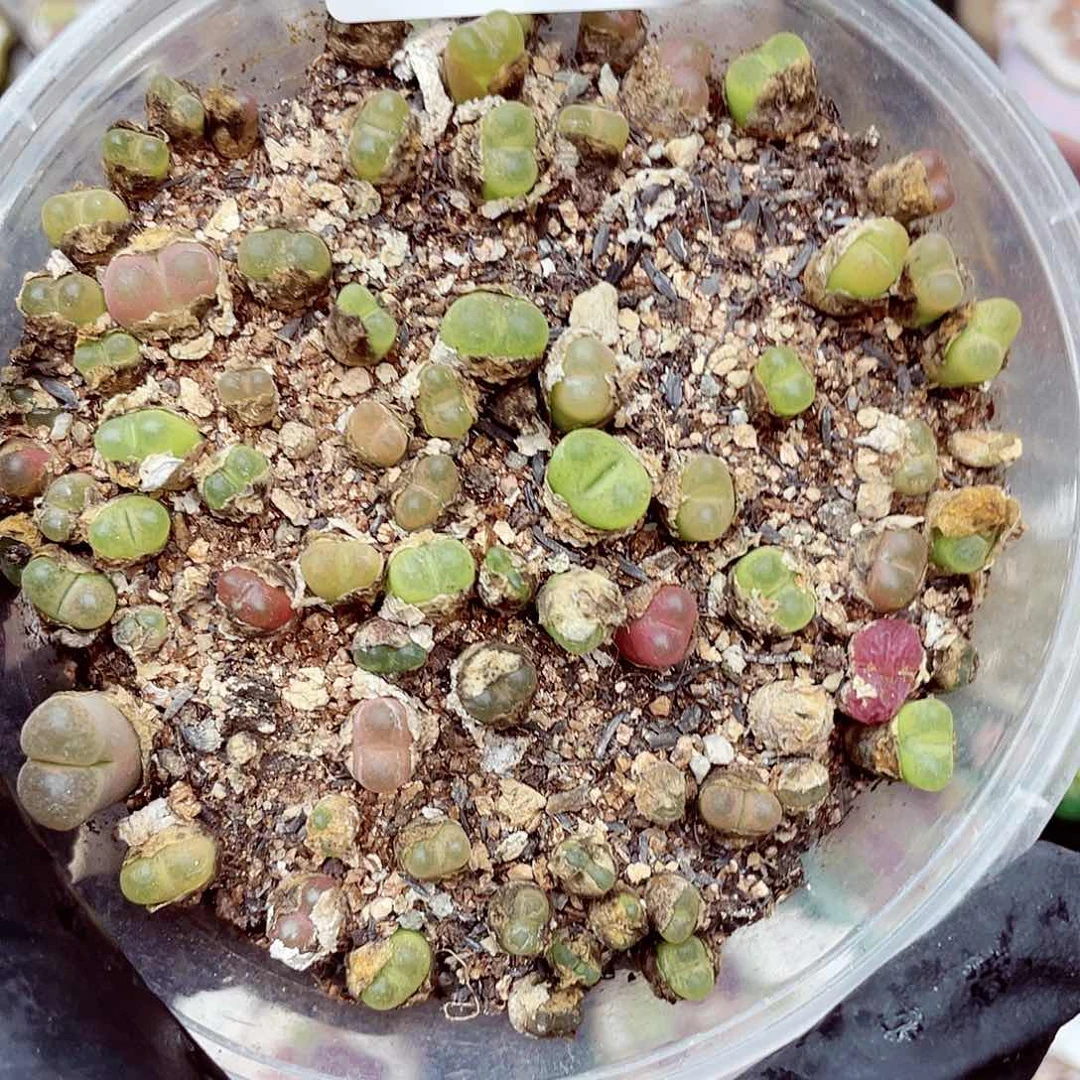 生石花18包邮0621-135