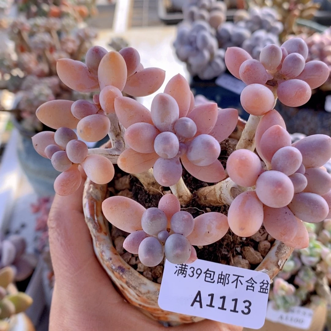 香水手指奶老桩9cm113多肉植物