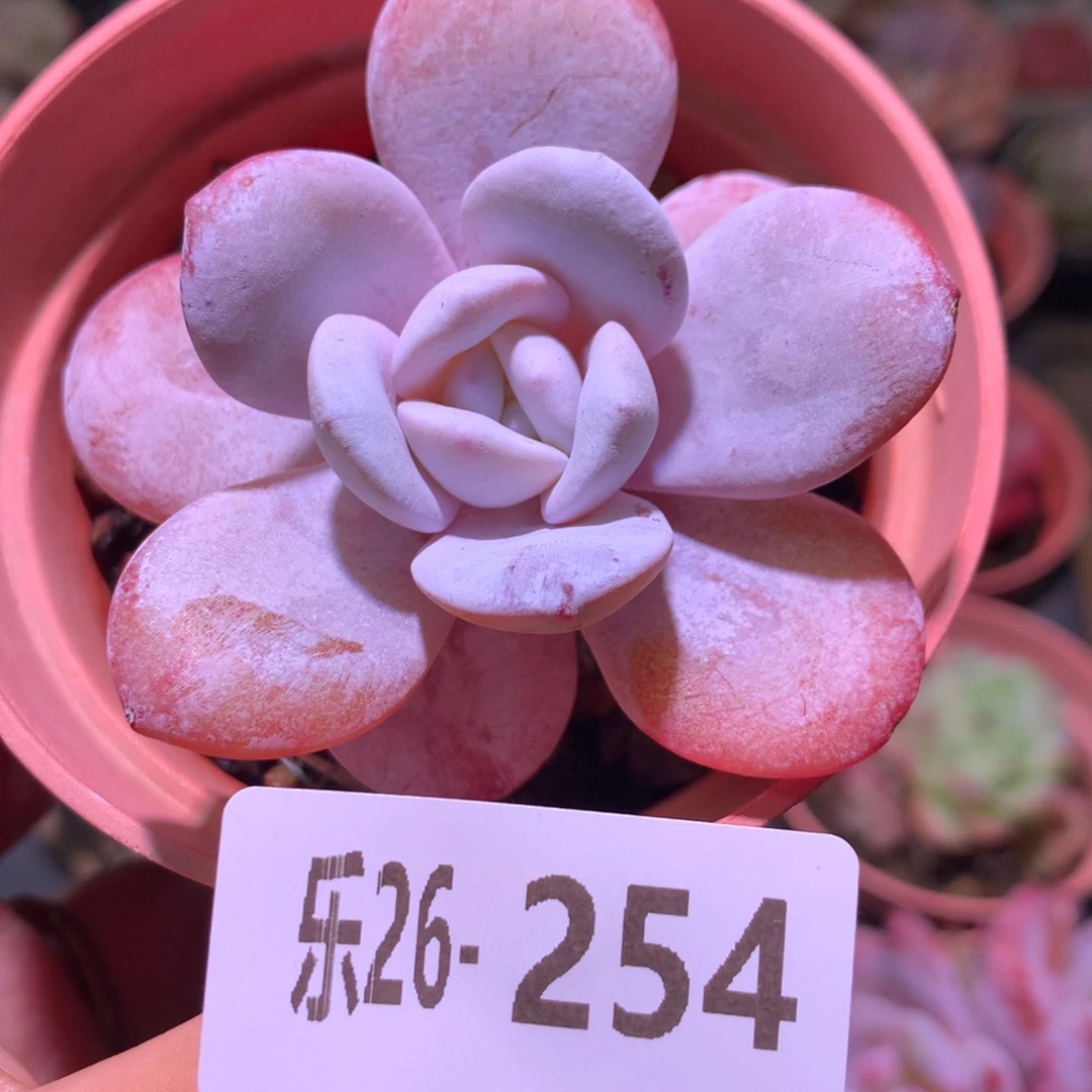 乐然26-254 粉雪莲