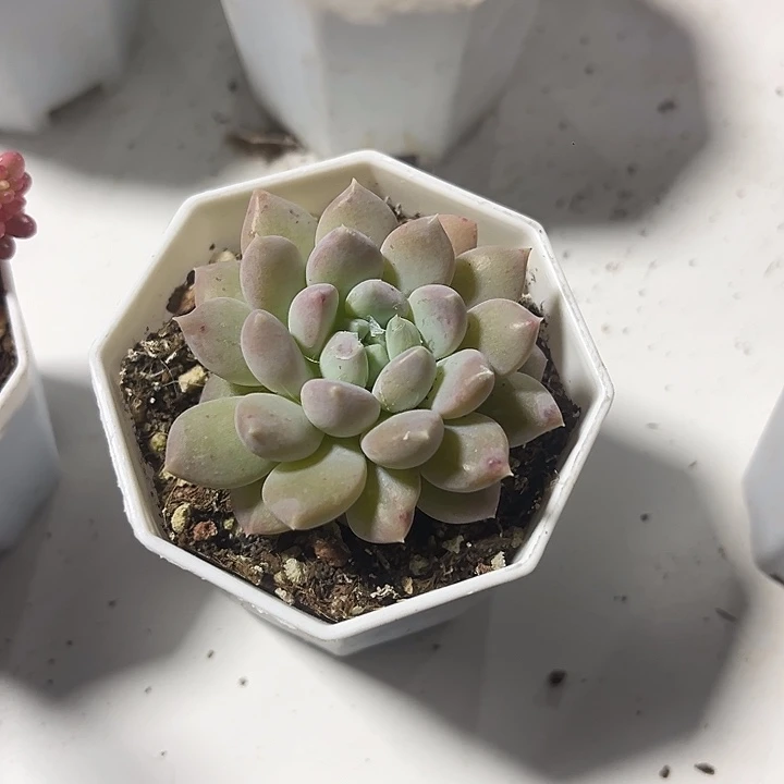 半夏精品多肉植物