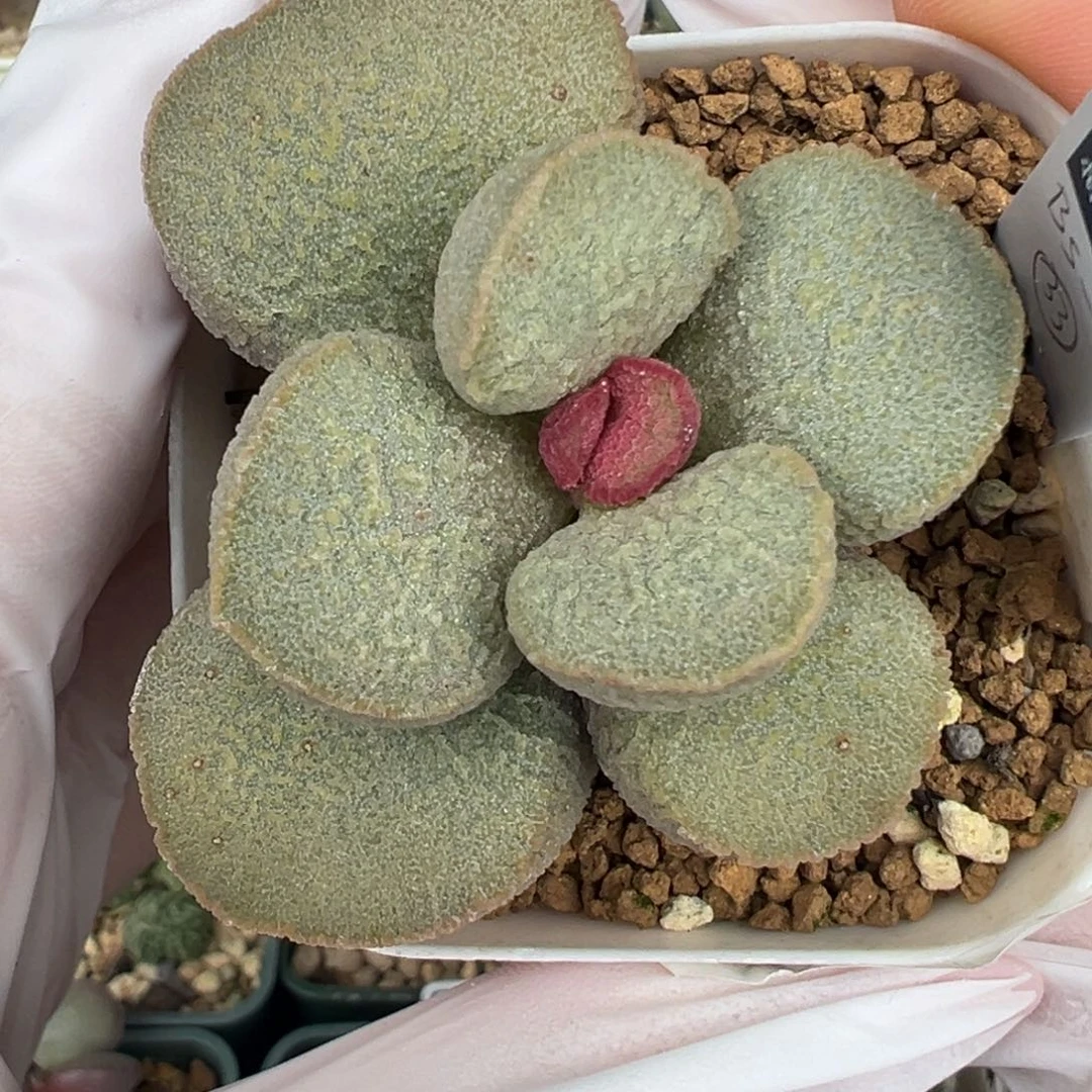 541老桩实生水泡花朵型