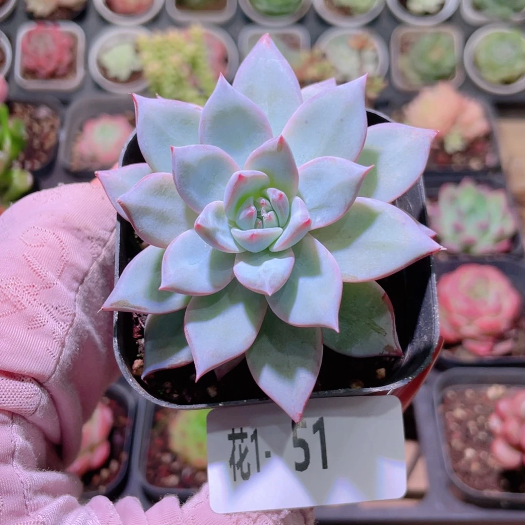 花利美1-51粉蓝鸟