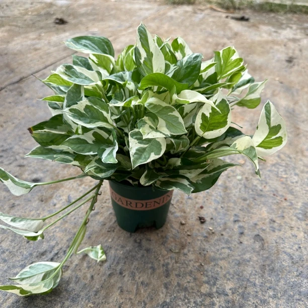 白金葛盆栽雪花绿萝室内阳台花卉观叶植物净化空气易养护