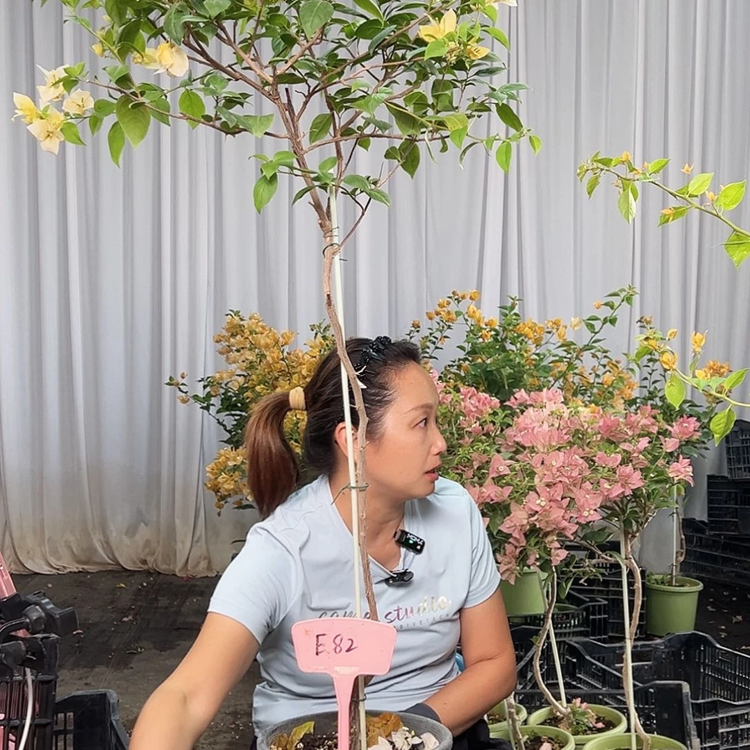 神***当前无花栽培后可以开花E82苏瓦娜