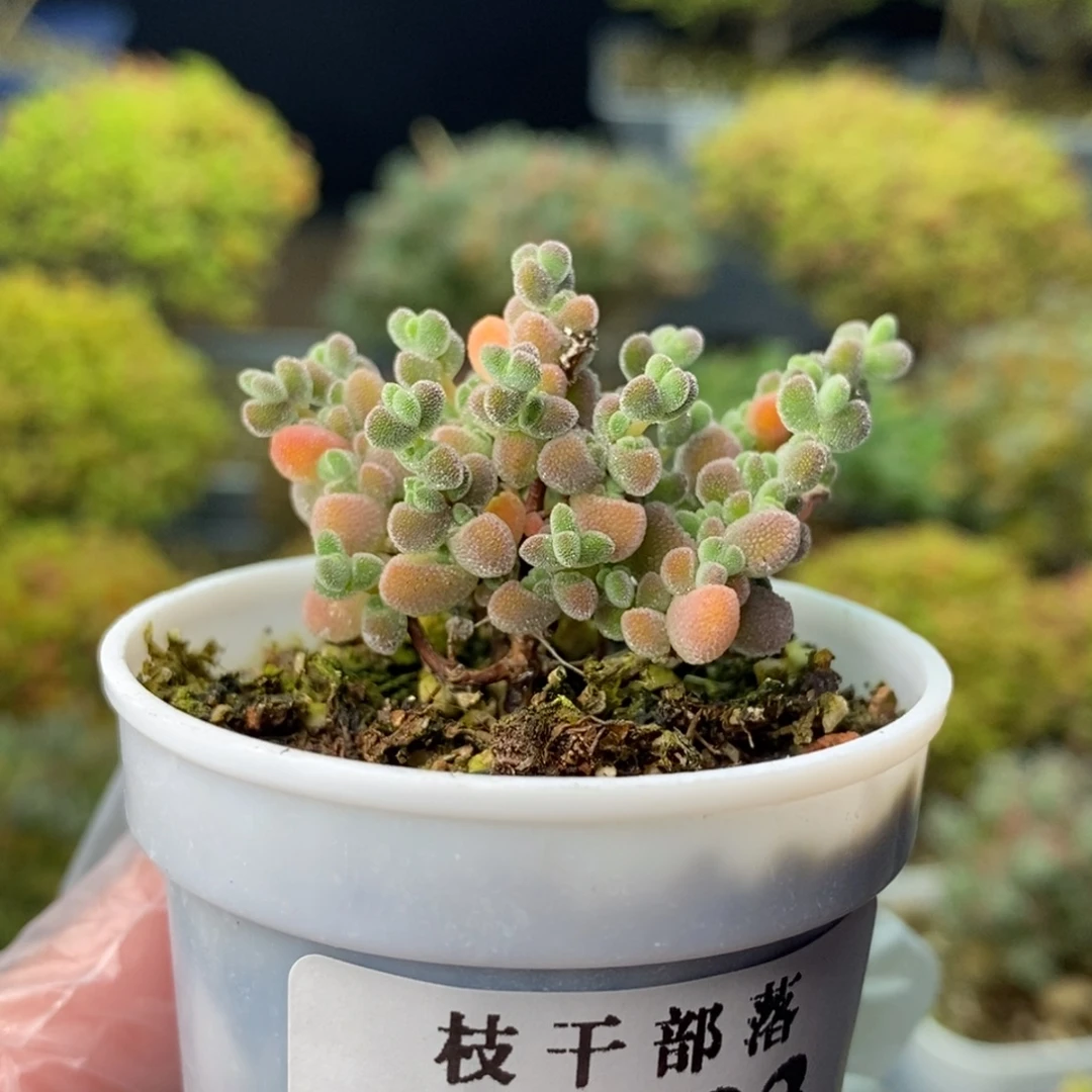 七***仙1003莱斯 。