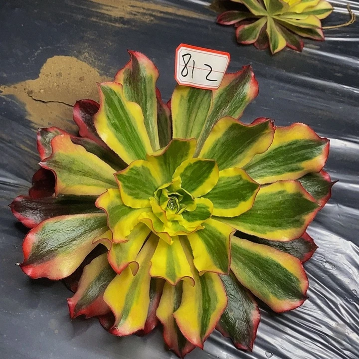 魅影老桩法师812号