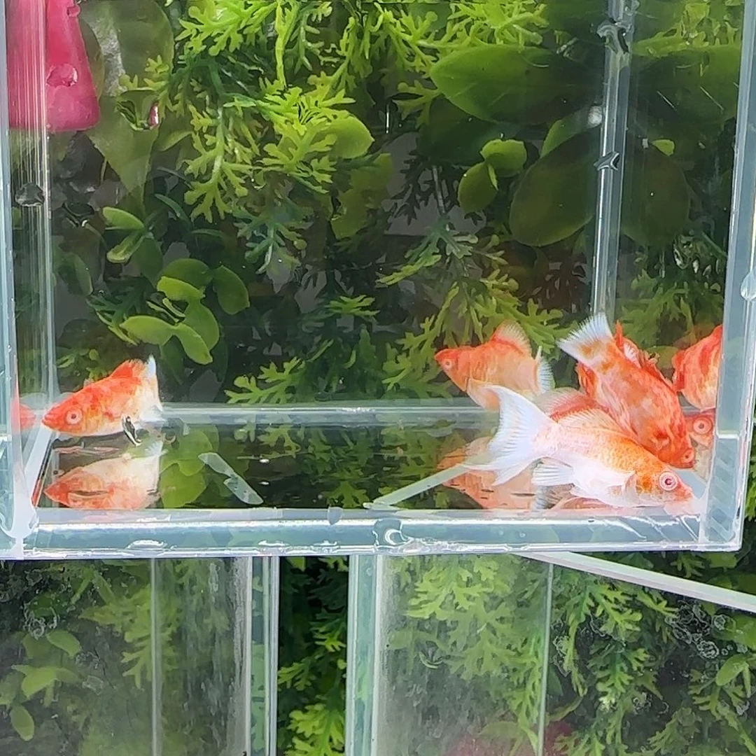 孔雀鱼钻石玛丽6条