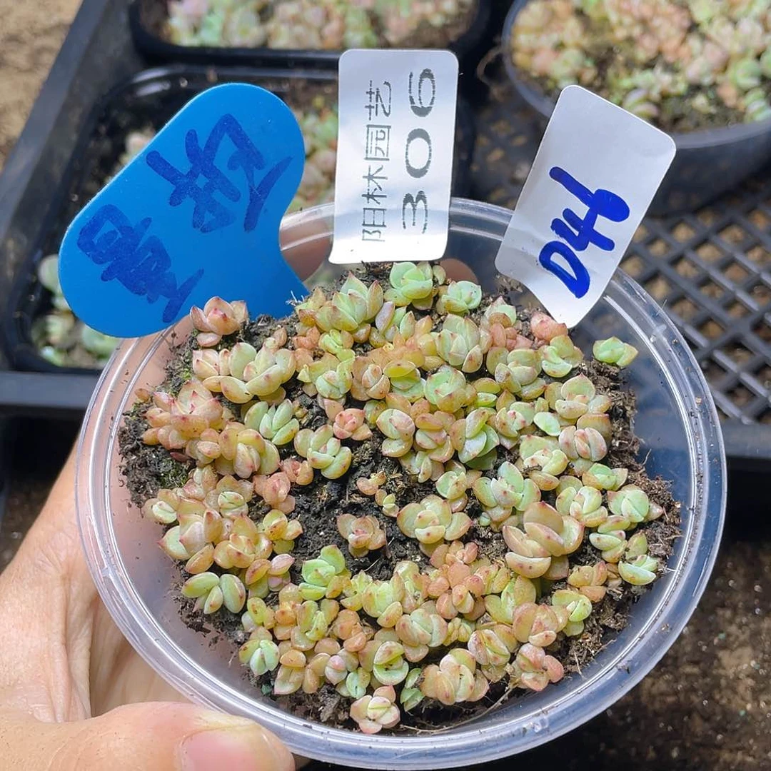 量拍多肉植物多肉植物306