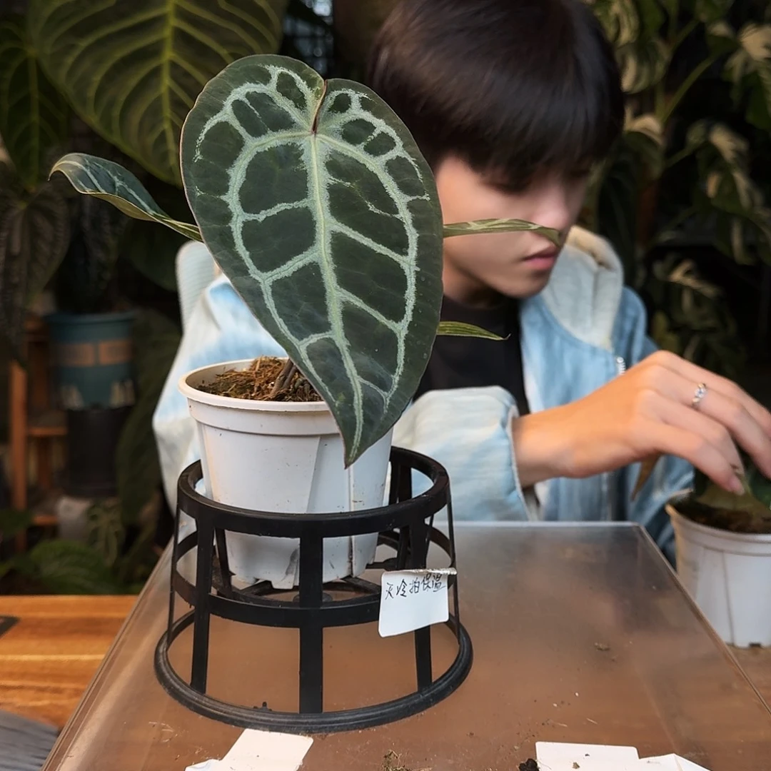 完全开放O178紫水晶杂米歇尔小钻石