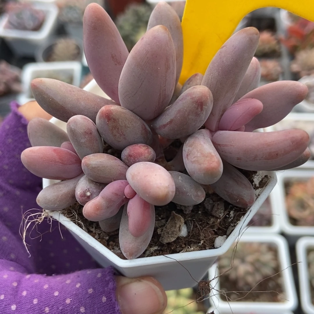 955红手指拉丝锦多肉植物多肉