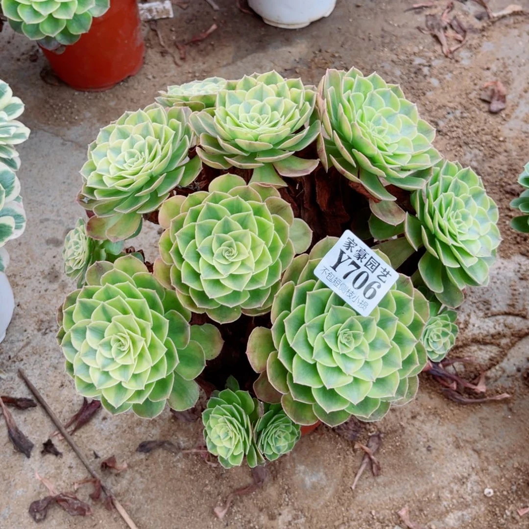 雨荷冠幅25左右706