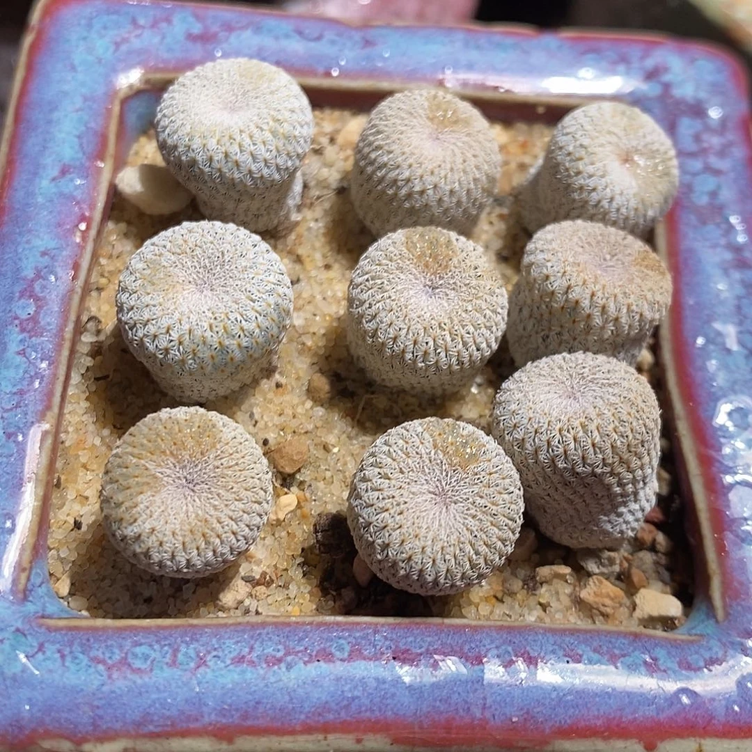 实生月世界一颗。