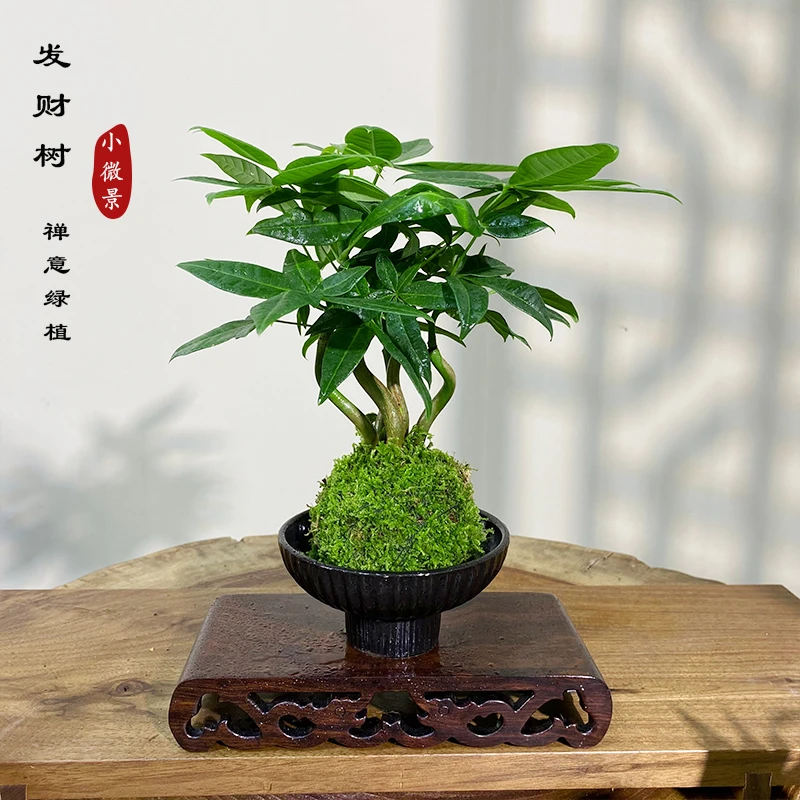 【宏展】造型发财树新中式四季常青茶台禅意绿植