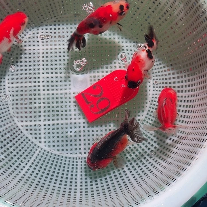 海水鱼29号尺寸4-6区间