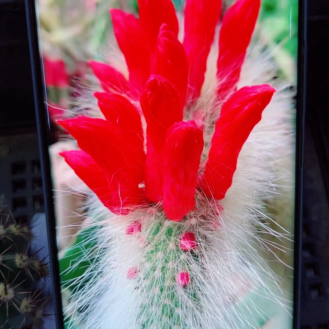 下83九尾狐歪无根侧芽5公分左右20包邮