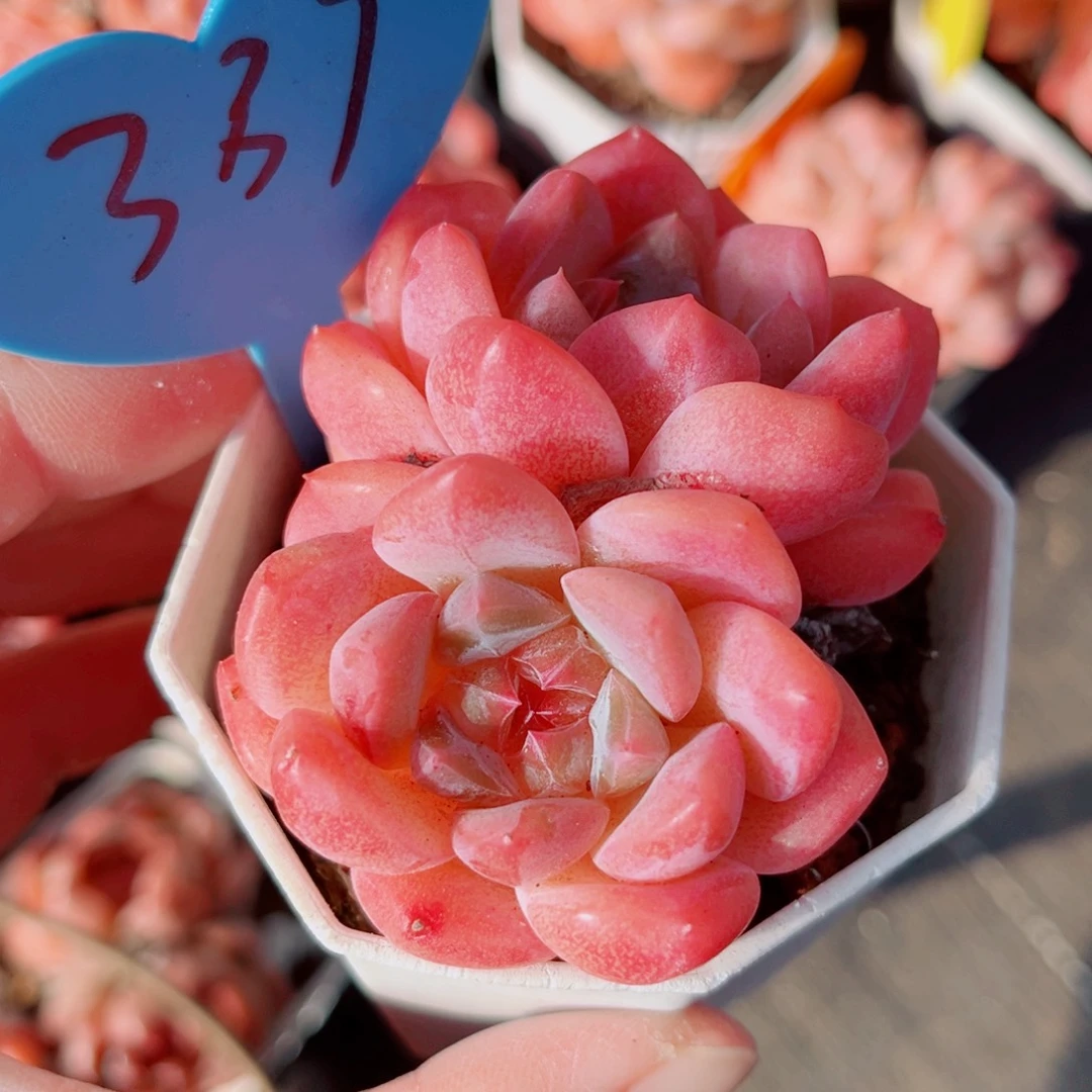 337号小老桩糖心双头