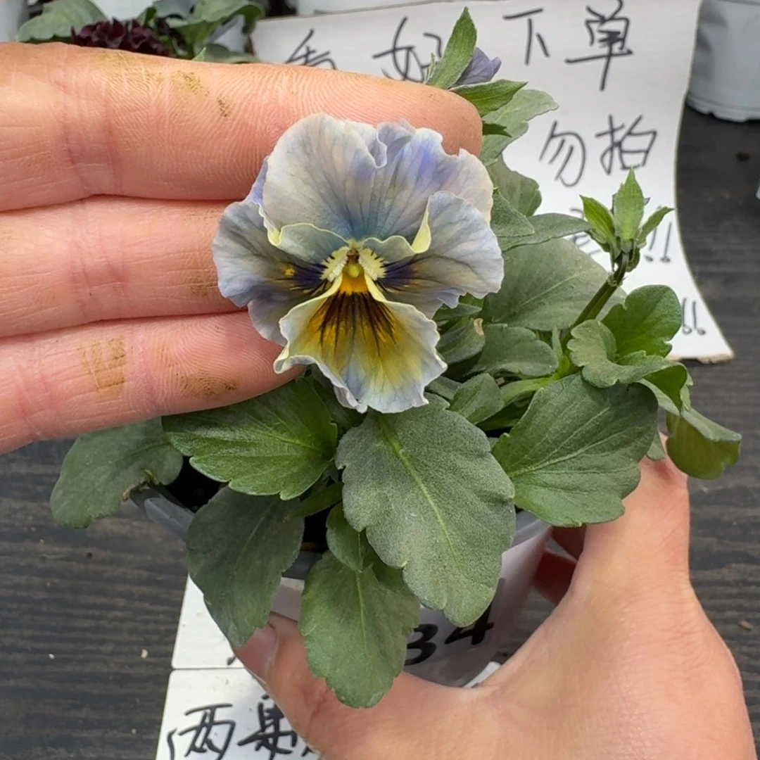 全部花朵034号月光