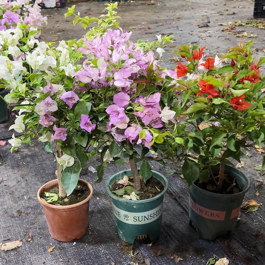 大部分花苞少量开放白雪，雪紫，热火桑巴组合